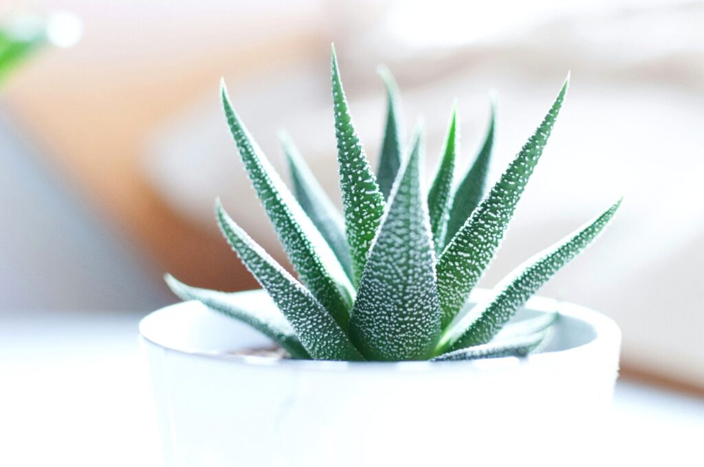 succulent plant in white pot
